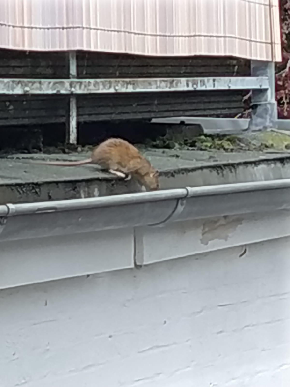 Schadnagerbekämpfung bei Ratten und Mäusen - Schädlingsbekämpfung Lauch GbR
